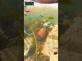 Life with music-Biotope-