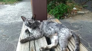 野良猫親子、ママ猫ベンチの隣に座って来た。