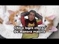 CHINA LO LOGRÓ ! Ya podrán clonar mascotas masivamente 😱