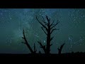 free , The starry sky, trees Hd 4k