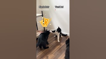 Cat Fight 🐱⚔️ #cats #catnip #pets #funny