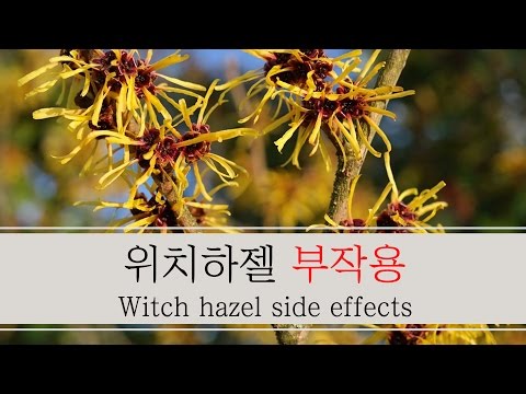 위치하젤 부작용으로 고생하고 있다면 이유를 알아보자 : Witch hazel side effects