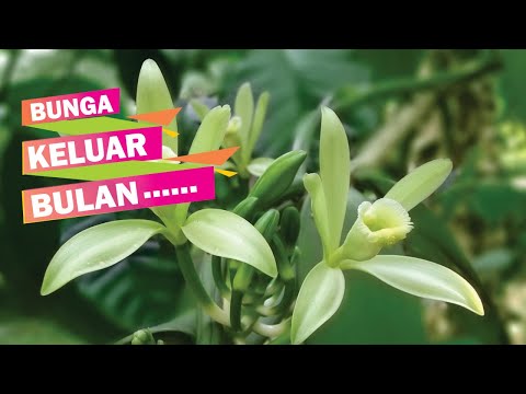 Video: Bila hendak memangkas semak berbunga musim bunga?