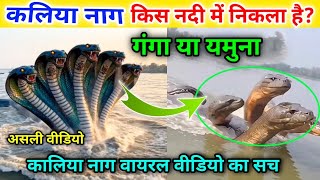Ganga Ya Yamuna? कह दख कलय नग? Viral Video क सबस बड रहसय Kaliya Naag News