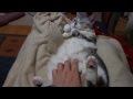 ひざの上のネコ