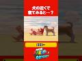 犬の近くで寝てみると… #スーパーマリオオデッセイ