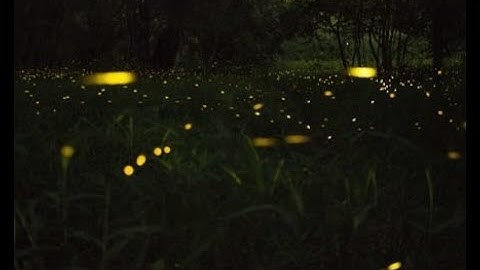 Living Light: Fireflies, Light Pollution & What You Can Do to Help