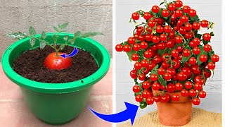 Few people know that tomatoes can be propagated this way | Relax Garden