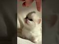 #foryou #funny #cat #shortvideo #yutube
