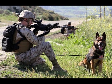 How Long Does It Take To Train A Sniffer Dog How Long Does It Take To Train A Sniffer Dog