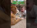 巨大な家族犬と話す練習をする小さな女の子 #Pibbli #CuteAnimals #PetMoments #AnimalVideos #Adorable #FunnyPets