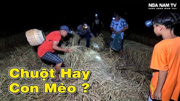 Săn Chim Đêm Bắt Chuột Cống Nhum Khủng Củ Tỏi Gặp Cái Kết Đắng Chim Ru Ti/Catch The Mouse/NGÃ NĂM TV