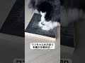 欲しい人は「欲しい!」ってコメントして👇 もしそれができると知っていたら、犬の爪切り中に怪我をすることはなかっただろう。#犬 #小型犬 #犬の爪切り #便利 #🐶