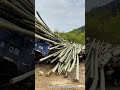 Bamboo Log Unloading