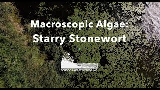Macroscopic Algae: Starry Stonewort