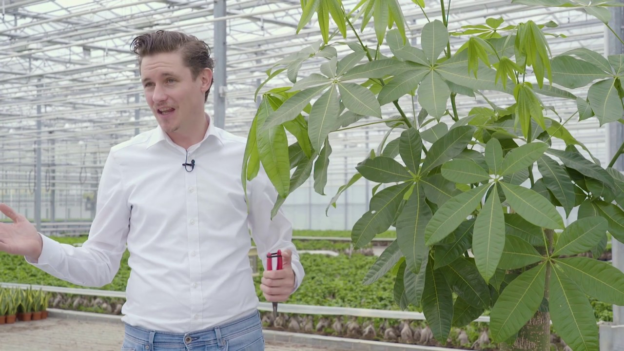 Hoe moet u Wout snoeien? Snoeitips van Dirk, voor Wout.