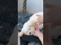 【動画全編は⬆️】トリミング中にぐっすり眠ってしまう子犬