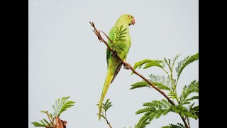 Ringneck Talking Parrot