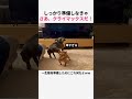 テレビを消してもお尻が止まらないｗ #犬 #わんこ #犬動画