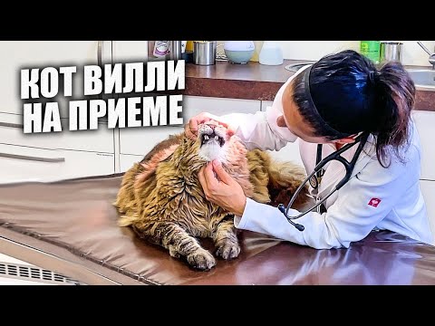 Video: Kaip Susirasti Veterinarą