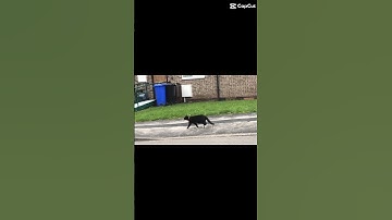 add this sound to the last video in your camera roll! No cheating… #cats #trend #shorts