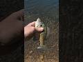 Release of a decent bluegill! #fishing #bluegill #beautiful