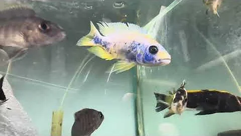 Sciaenochromis fryrei iceberg 