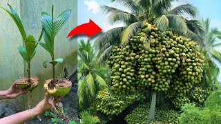Nice... Grafting Coconut Fruit Using a Secret Formula