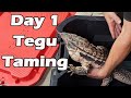  terrified to tame starting with an edgy tegu