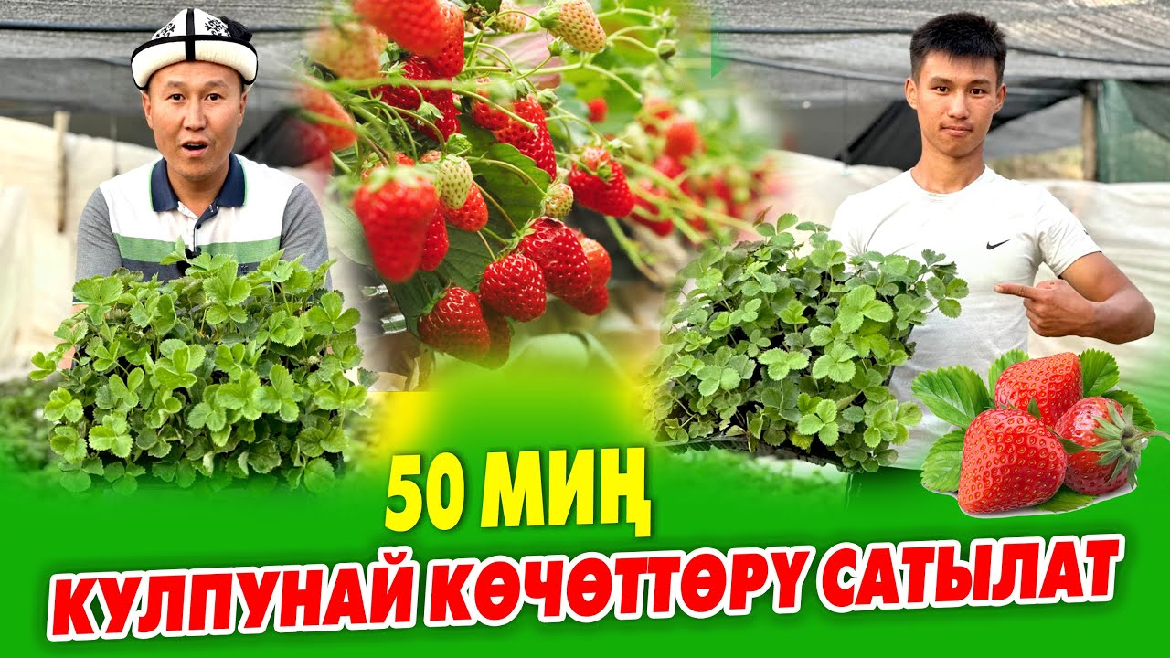 Ой-Боой! КУЛПУНАЙ эгип МИЛЛИОНДОРДУ тапса болот ~ 50 миӊ кулпунай КӨЧӨТТӨРҮ даяр