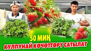 Ой-Боой! КУЛПУНАЙ эгип МИЛЛИОНДОРДУ тапса болот ~ 50 миӊ кулпунай КӨЧӨТТӨРҮ даяр