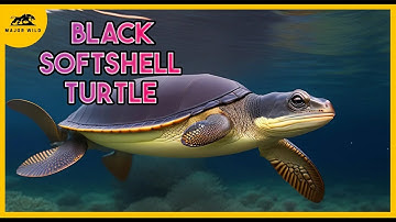 Black Softshell Turtle: Facts That Will Blow Your Mind!