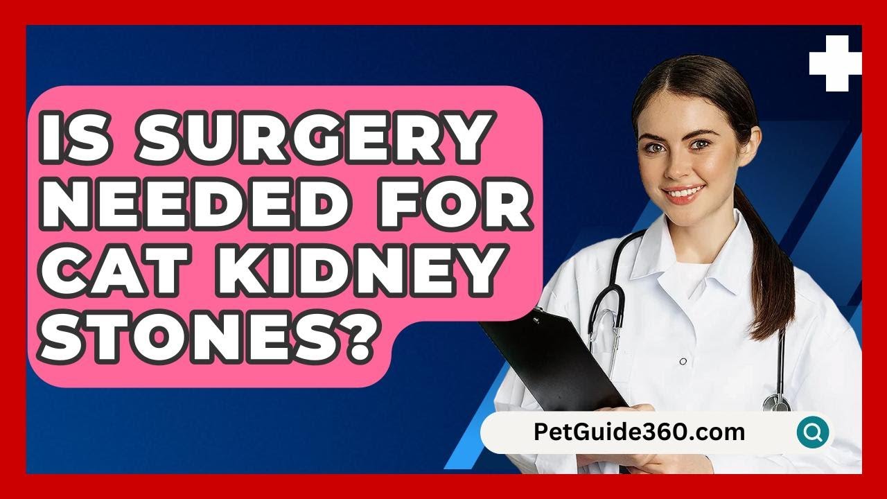 Is Surgery Needed For Cat Kidney Stones? - PetGuide360.com