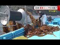 今年は豊作！ 佐渡で“養殖利尻コンブ”の水揚げ作業「やわらかくて最高」【新潟】 (22/04/22 19:33)