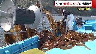 今年は豊作！ 佐渡で“養殖利尻コンブ”の水揚げ作業「やわらかくて最高」【新潟】 (22/04/22 19:33)