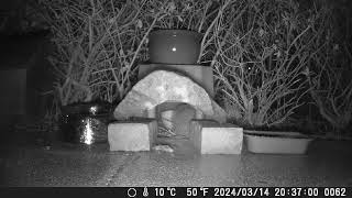 Hedgehog eating in the home made feeding station in the garden