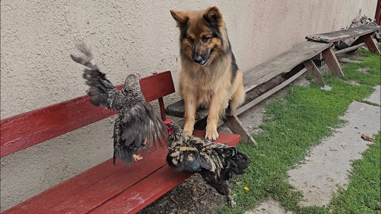 KOGUTOWI SZALEJĄ HORMONY - Kura oberwała