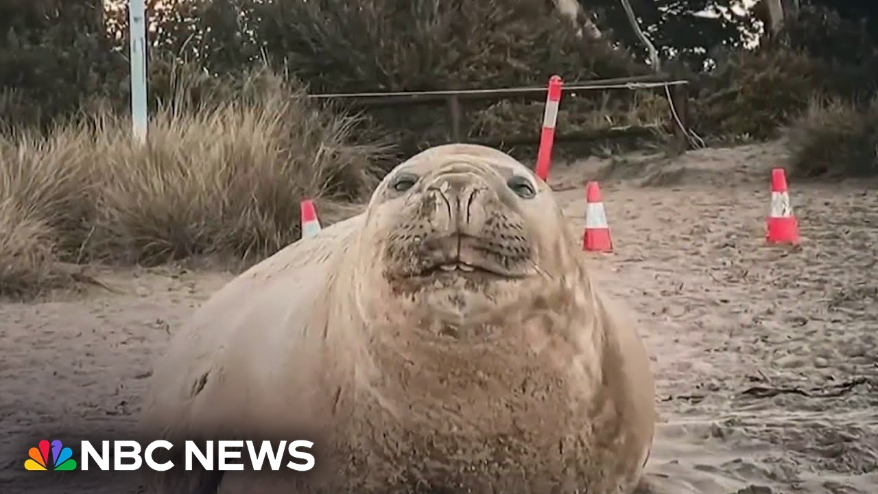 Neil the Seal is once again wreaking havoc in the streets of Tasmania
