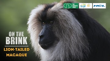 Lion-tailed Macaque - On The Brink - Season 2 (Official Trailer)