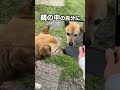 愛犬コロちゃんの知りたくなかった雑学#shorts