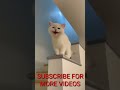 Funny dog dance dog reel dogs funny shortsdogs dogfunny cats cutedogs