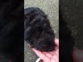 puppy and cat share some candy (8 months old)