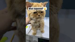 Garfield, what happened? #cat #catbaby #furbaby