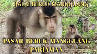 BALAI BERUK//PASAR BERUK MANGGUANG PARIAMAN