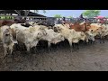 FEIRA DE GADO DE CACHOEIRINHA-PE A MELHOR DE PERNAMBUCO