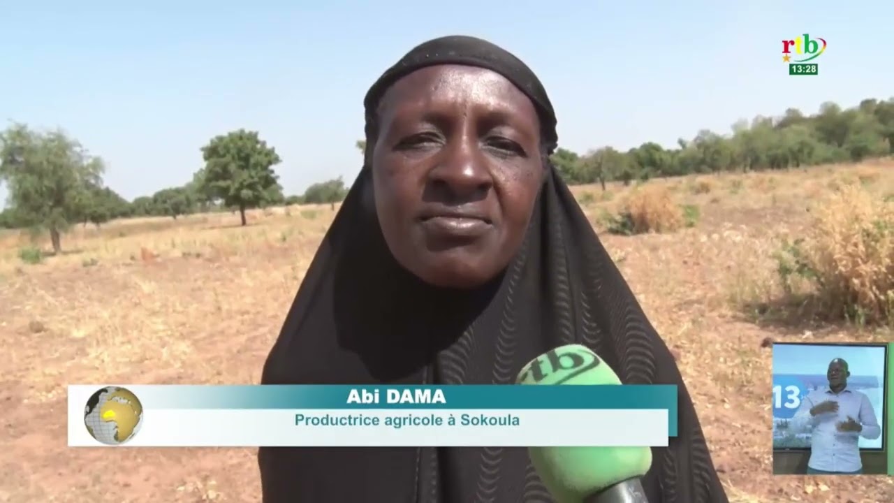 Campagne agricole humide dans le Mouhoun :  des récoltes en deçà des attentes
