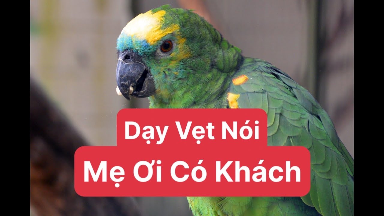 Dạy Vẹt Nói Mẹ Ơi Có Khách