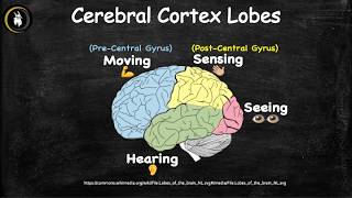Cerebral Cortex Localization | The 4 Lobes of the Brain