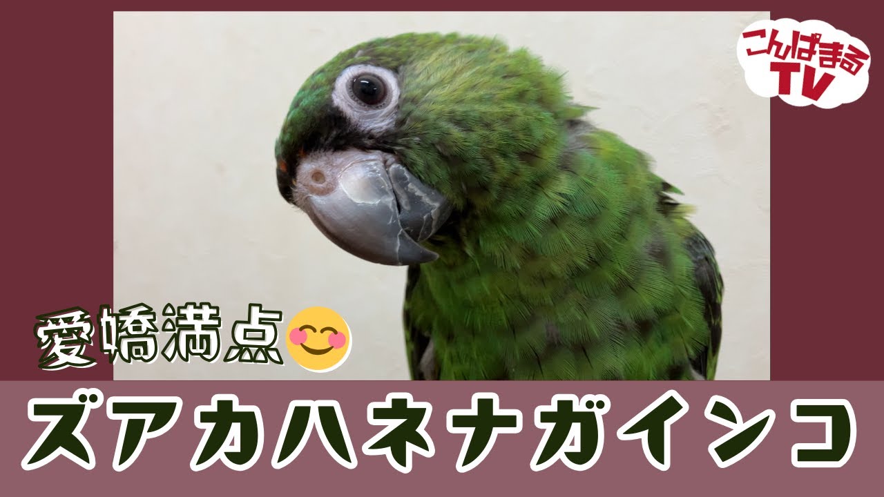 【こんぱまるＴＶ】千葉店　#22  愛嬌満点💕　ズアカハネナガインコ