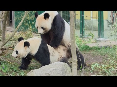 Video: Pet Scoop: Dog in Viral Photo herenigd met eigenaar, ongrijpbare Panda's betrapt op camera